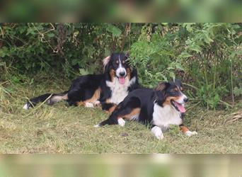 Zuckersüße Miniature Australian Shepherd Welpen ohne Abstammungsnacchweis.