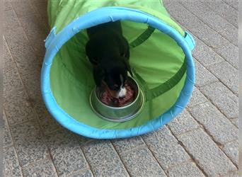 DIE WELPEN SIND DA! Entlebucher Sennenhund-Welpen "vom Zwergenstübchen" mit Ahnentafel