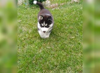 FCI Pedigree Blue Eyed Black & White Siberian Husky Champion Puppy