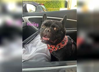 Hailey 09/2018 (in Deutschland) - unsichere, ruhige französische Bulldogge Mix Hündin!