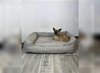 Wonderfull Hundebett in beige 100x80cm