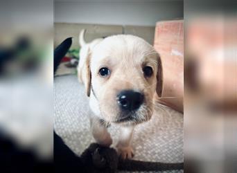 Labrador Retriever Welpen aus liebevoller Zucht mit Ahnentafel und EU-Heimtierausweis
