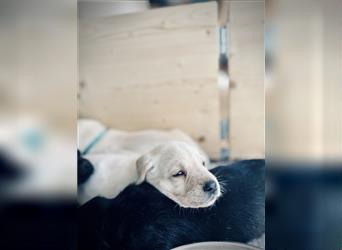 Labrador Retriever Welpen aus liebevoller Zucht mit Ahnentafel und EU-Heimtierausweis