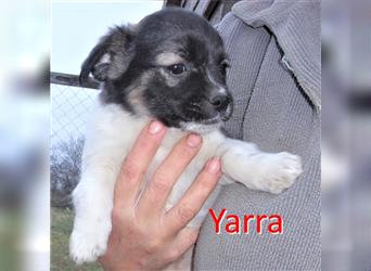 YARRA ❤ sucht Zuhause oder Pflegestelle