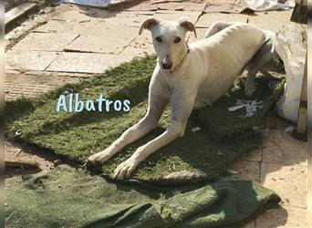 Albatros 01/2021 (ESP Pflegestelle) - traumhafter, verspielter und freundlicher Galgo!