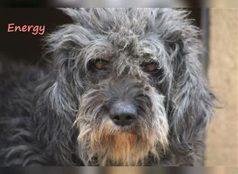 Energy 09/2019 (ESP) Wasserhund zum kuscheln sucht dringend ein vertrauensvolles Zuhause!