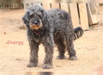 Energy 09/2019 (ESP) Wasserhund zum kuscheln sucht dringend ein vertrauensvolles Zuhause!