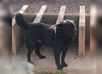 Loki kroatischer Schäferhund Mischling Rüde Mischlingsrüde sucht Zuhause oder Pflegestelle
