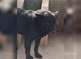 Loki kroatischer Schäferhund Mischling Rüde Mischlingsrüde sucht Zuhause oder Pflegestelle