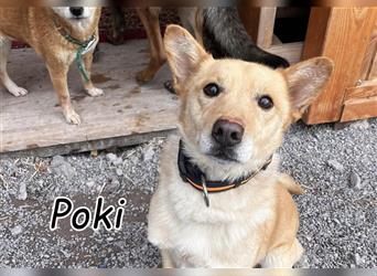 Wollen Sie mit Poki eine liebevolle Bindung eingehen?