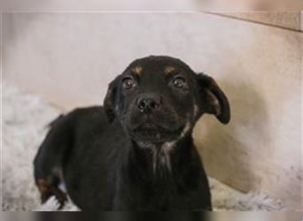 Welpe ISAMU - das kleine Hundekind ist auf der Suche nach einem tollen Zuhause