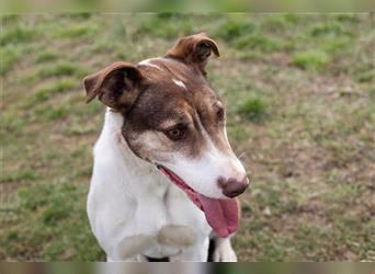 PICO - der aktive, brave Rüde sucht konsequente Menschen mit Hundeerfahrung für gemeinsame Abenteuer