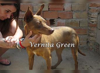 Vernita Green 09/17 (ESP) - sanfte und verträgliche Podenca sucht einfühlsames Zuhause/Pflegestelle!