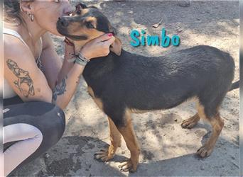 Simbo 09/2022 (ESP) - unkomplizierter, sehr freundlicher und entspannter Jungrüde!