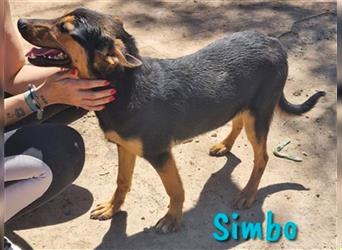 Simbo 09/2022 (ESP) - unkomplizierter, sehr freundlicher und entspannter Jungrüde!