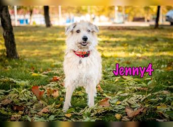 Jenny4 01/18 (RUS Pflegestelle) - unkomplizierte und super liebe, kleine Wuschelhündin!