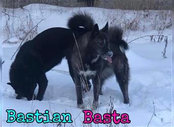 Basta - ein Traum in Grau 12/2021 (RUS) - lustige, neugierige und aktive junge Hündin!