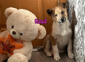 Elza2 10/2023 (RUS Pflegestelle) - menschenbezogene, süße und neugierige Welpin sucht dringend!