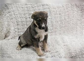 Welpe FILIA - das kleine Hundekind sucht eine liebevolle Familie