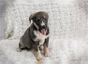 Welpe FILIA - das kleine Hundekind sucht eine liebevolle Familie