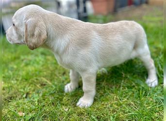Reinrassige Labradorwelpen in weiß,schwarz, blond, Rüden und Hündin - Anfang März abzugeben