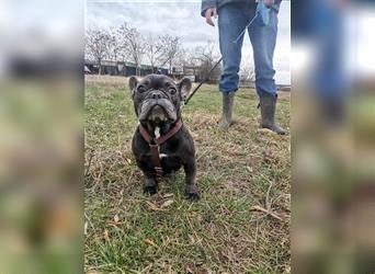 Roza, französische Bulldogge , träumt von einem besseren Leben