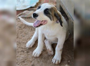 Chad, geb. ca. 07/2022, lebt in GRIECHENLAND, auf einem Gelände, Hunde werden notdürftig versorgt