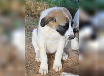 Chad, geb. ca. 07/2022, lebt in GRIECHENLAND, auf einem Gelände, Hunde werden notdürftig versorgt