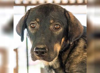 Bandit, geb. ca. 10/2020, lebt in GRIECHENLAND, auf einem Gelände, Hunde werden notdürftig versorgt