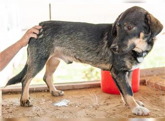 Bandit, geb. ca. 10/2020, lebt in GRIECHENLAND, auf einem Gelände, Hunde werden notdürftig versorgt