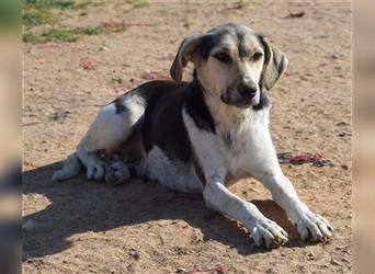 Poppy, geb. ca. 12/2021, lebt in GRIECHENLAND, Hunde werden notdürftig versorgt