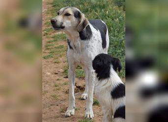 Poppy, geb. ca. 12/2021, lebt in GRIECHENLAND, Hunde werden notdürftig versorgt
