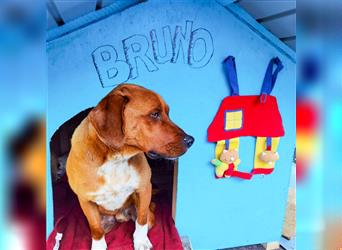 Rollihund Bruno hat eine eigene Familie verdient, wer gibt ihm ein Zuhause?