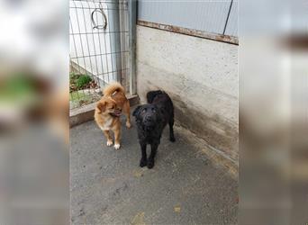 Benji kleiner Pekinesen Mischlingsrüde Mischling Rüde Junghund sucht Zuhause / Pflegestelle