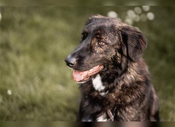 Kiska - sanfte Schönheit und idealer Familienhund - Tierhilfe Franken e.V.