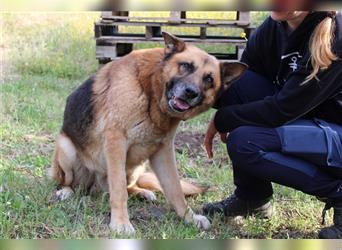 Hago: Deutscher Schäferhund