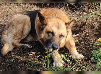 Hago: Deutscher Schäferhund