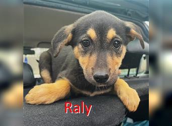 RALY ❤ EILIG!sucht Zuhause oder Pflegestelle