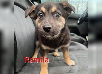 RAMILA ❤ EILIG! sucht Zuhause oder Pflegestelle