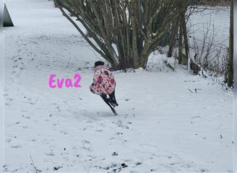 Eva2 03/2021 (in Deutschland) - neugierige, schüchterne und verträgliche, wunderschöne Rauhaargalga!