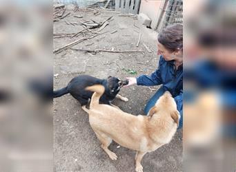 lieber Hundejunge Lenny braucht noch eine Familie *mit aktuellem Video