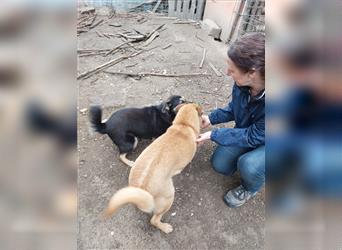 lieber Hundejunge Lenny braucht noch eine Familie *mit aktuellem Video