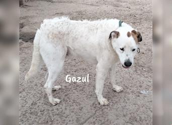 Charakterhund Gazul 06/2019 (ESP) - charismatischer und sozialer Boxer-Herdenschutz Mix!