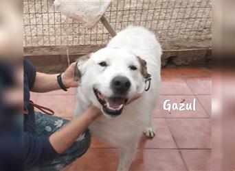 Charakterhund Gazul 06/2019 (ESP) - charismatischer und sozialer Boxer-Herdenschutz Mix!
