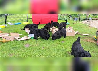 Schwarze russische Terrier Welpen aus liebevoller Privathand