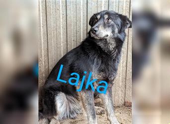 Lajka, geboren 01/2019, 48 cm, sucht sein Glück in einer Familie