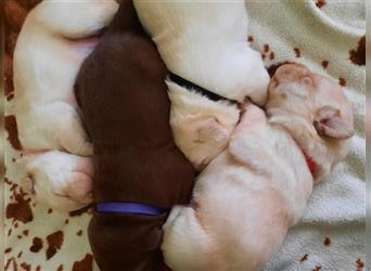 Labrador Retriever Welpen mit Ahnentafel 