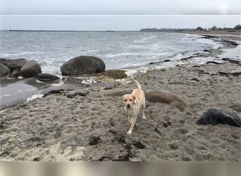 Wurfankündigung Labrador Retriever Welpen