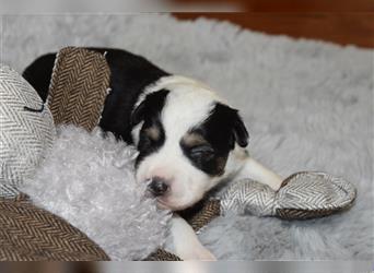 Mini Australian Shepherd Welpen mit ASDR Papieren