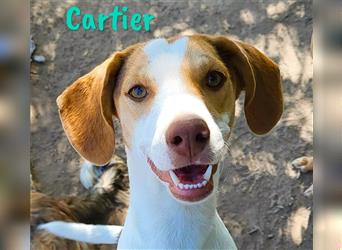 Sonnenschein Cartier 12/2022 (ESP) - verspielter, kontaktfreudiger und fröhlicher Junghund!